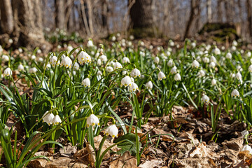 early spring snowflake flowers in a forest
