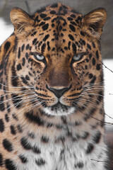 Fototapeta na wymiar Serious blue-eyed gaze of a powerful Amur Far Eastern leopard full face