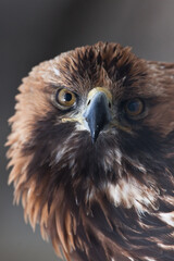 Golden eagle looks with a sharp look full face turning his head