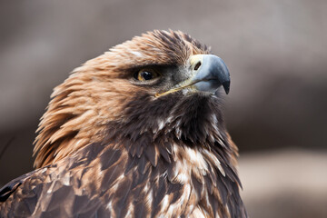 Hooked beak and sharp gaze of the golden eagle looking up attentively, the head of the golden eagle