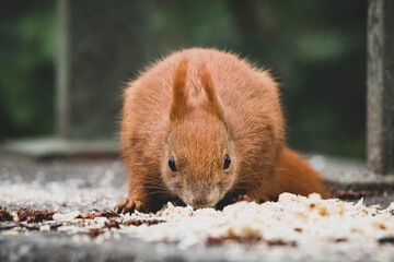 niedliches Eichhörnchen im Frühling