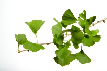 Ginkgo Biloba branch with leaves