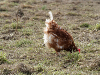 Poule Lohmann Brown au plumage roux nuancé de brun clair, tête et crête rose, globes oculaires marron et jaune moutarde au centre