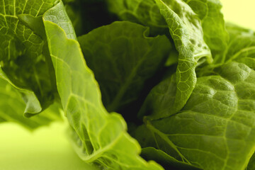 Green Lettuce. Fresh organic Lettuce with a green background. Beautiful exotic vegetable. Healthy vegetable concept. Food background.