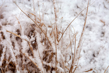 grass in the snow