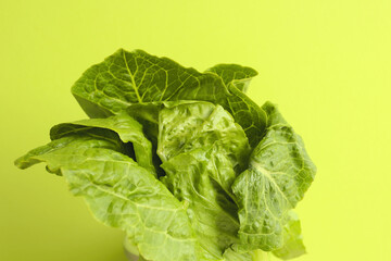 Green Lettuce. Fresh organic Lettuce with a green background. Beautiful exotic vegetable. Healthy vegetable concept. Food background.