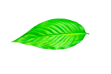 green leaf isolated on white background, ready to use in collage