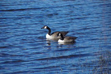 country geese on the water