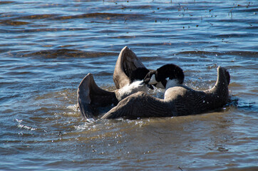 geese fight furiously on the river in early spring
