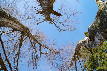 trees in the park