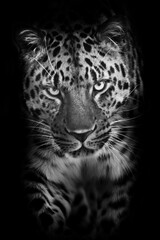 Vertical portrait of a black and white leopard walking towards you in the night, with a tilted head with an attentive gaze, a symbol  African night