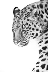 Look of a leopard walking forward in a semi-profile black and white photo