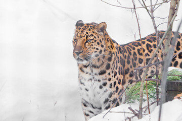 Far Eastern leopard looks cheerfully and with interest on a white snowy
