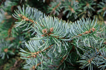 Naklejka na ściany i meble Spruce branch with green needles on a sunny day, fluffy green spruce branch.