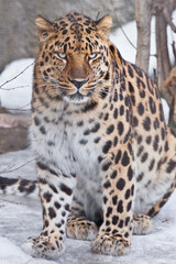 bodied Far Eastern leopard sits in the snow, a powerful body with a clear view