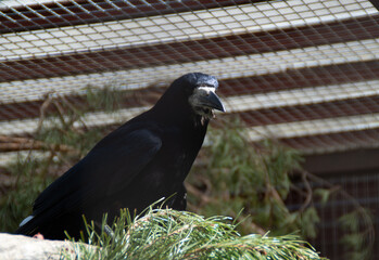 rook on a branch