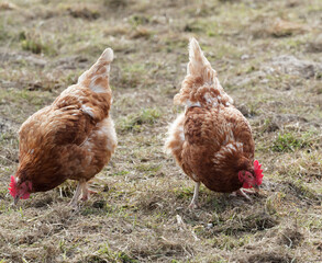 Poules Lohmann Brown au plumage roux picorant l'herbe à la recherche d'insectes