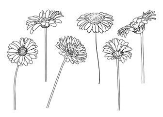 A set of vector illustrations of gerbera. Doodle style.