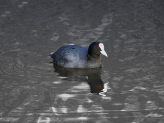 
A common coot in the water swimming. You see the reflection of the bird