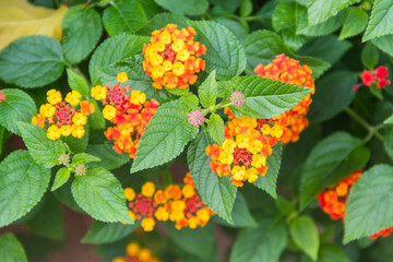 Beautiful flowers of Lantana camara (common lantana) plant