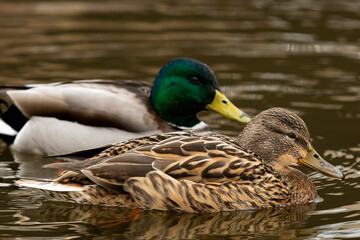 Female Mallard duck in foreground swimming in a lake with her male partner in the background.