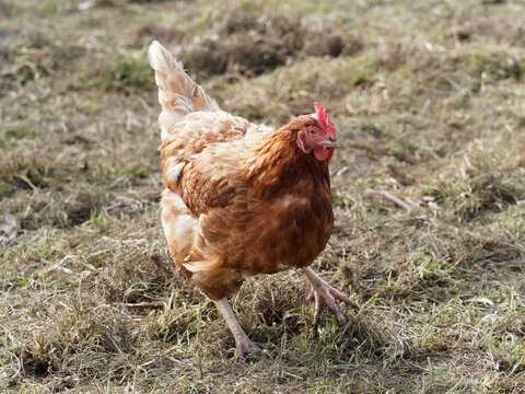 Poule Lohmann Brown au plumage roux nuanc&eacute; de brun clair, t&ecirc;te et cr&ecirc;te rose, globes oculaires marron et jaune moutarde au centre