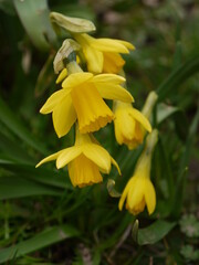 Obraz premium Narzissen