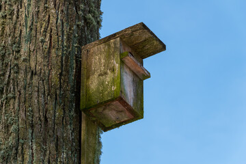 An old bird house attached to a tree overgrown with lichens.