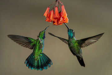fluttering hummingbirds under a flower