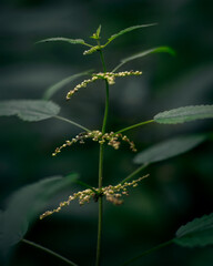 close up of hemp
