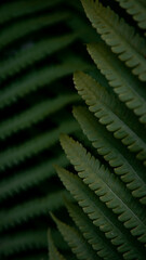 close up of fern leaf