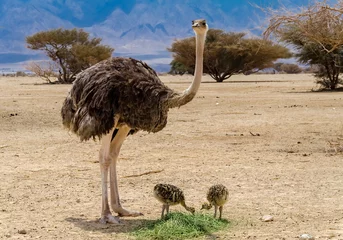 Tuinposter Female of African ostrich (Struthio camelus) with young chicks in nature reserve park, Middle East © sergei_fish13