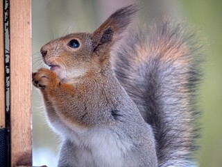 A squirrel in a winter fur coat on a feeding trough in the forest.