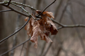 Old withered dry oak leaf on a branch close up Narrow focus line, shallow depth of field