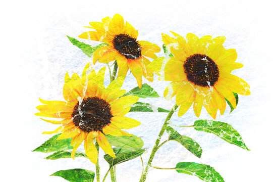 Trendy home wall art decoration - multilayered creative mixed image of three beautiful yellow sunflowers.