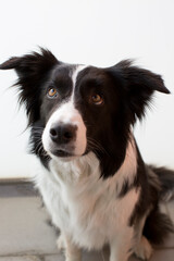Closeup of female Border Collie with sad looking wide opened eyes 