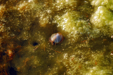 Obraz na płótnie Canvas a snail in a shell on the surface of the mud