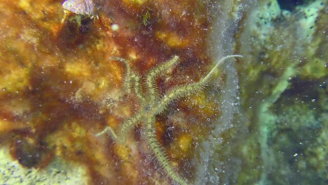 Common brittle star (Ophiothrix fragilis) is crawling along seabed overgrown with red algae.