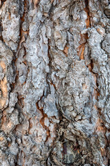 bark of a tree