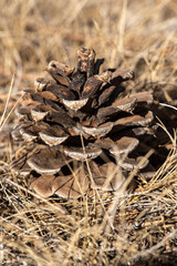 pine cone close up