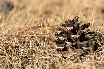 close up of cone