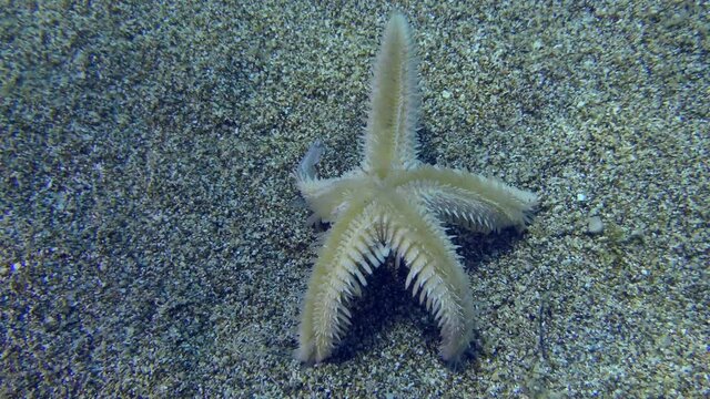 Inverted Sand Starfish or Slender sea star (Astropecten spinulosus) returns to horizontal position, close-up.