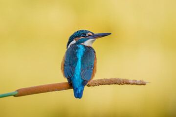 kingfisher perched on a warm seabed