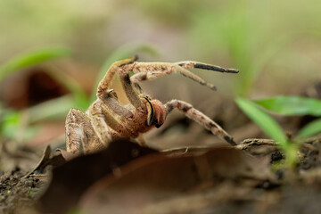 Brazilian wandering spider - Phoneutria boliviensis species of a medically important spider in family Ctenidae, found in Central and South America, dry and humid tropical forests