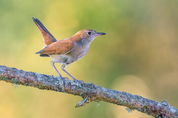 Nightingale perched on a branch green background
