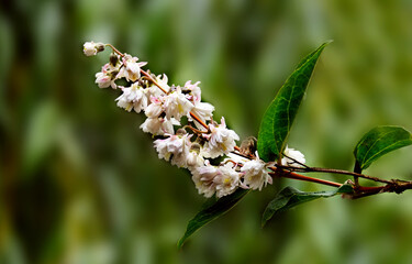 Flowering deycea