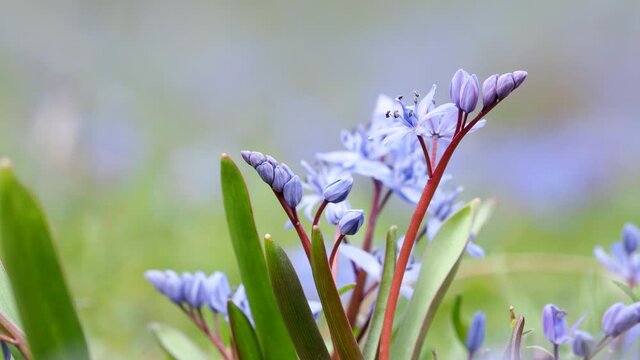 Blue flower of Alpine squill or two-leaf squill in spring, Scilla bifolia