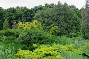 The landscaped park. Green bush leaves tree. Unigue forest green tree background. 