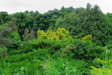Fototapeta na wymiar Beautiful green tree background. The landscaped park. Green bush leaves tree forest.