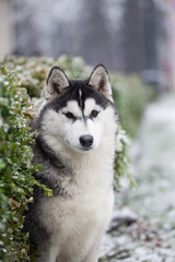 husky puppy in winter day